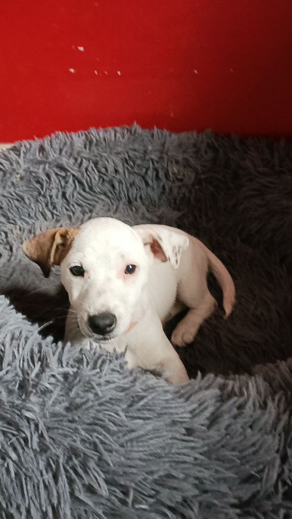 Des Terriers De La Rouge Ile - Chiot disponible  - Jack Russell Terrier